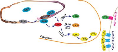 Leukotrienes in Tumor-Associated Inflammation